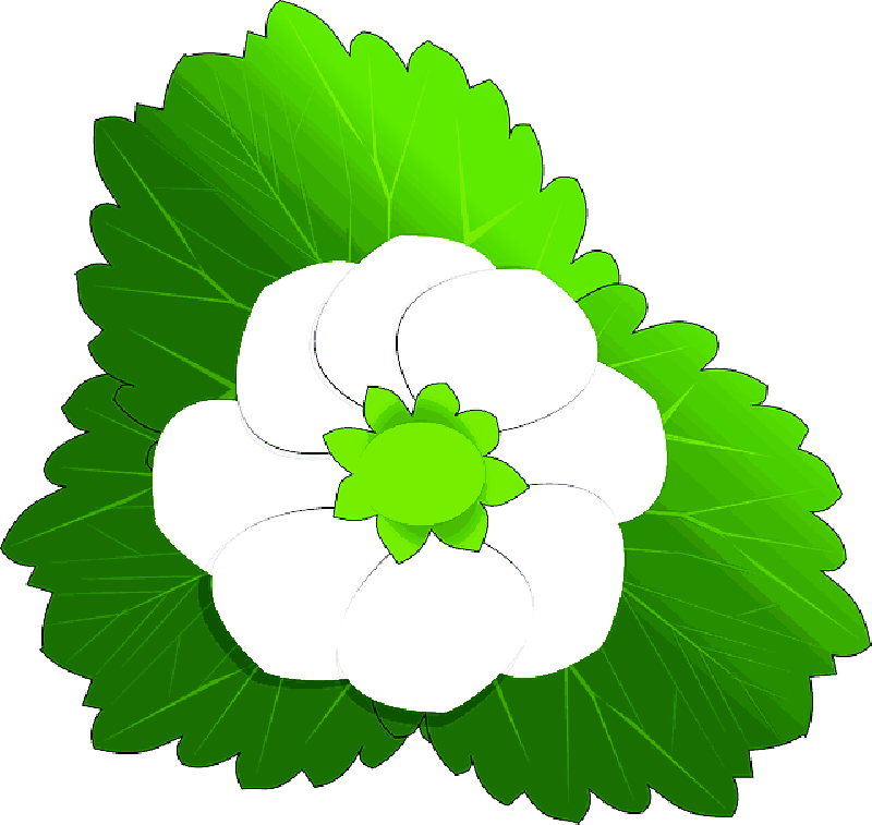 Cia - Flower Clip Art (800x757)