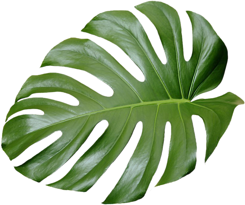 Tropical Leaf Plant Aesthetic Ftestickers Freetoedit - Tropical Leaves (1024x797)