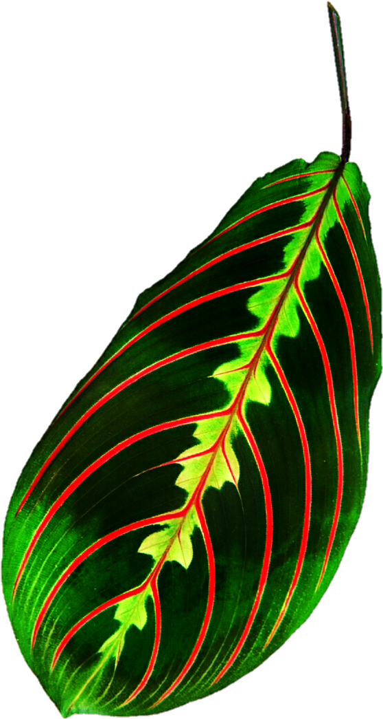 Tropical Leaf By Jeanicebartzen27 - 人間の命綱: 血管を守る (573x1065)