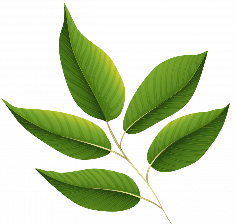 Green Leaves Clipart Png (817x774)