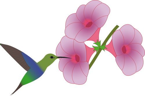 Colibri Bird Picking On A Flower Illustration Public - Hummingbird With Flower Clip Art (500x332)