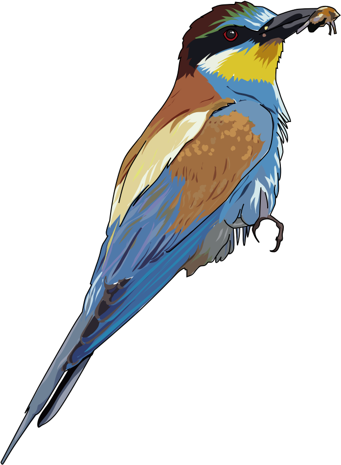 Songbird Clipart Bee - European Bee Eater Tote Bag, Adult Unisex, Natural (756x1000)