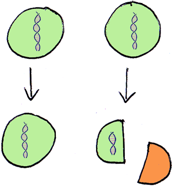 The Cost Of Passing Only Half Of The Genes Over To - Sexual Reproduction Definition Biology (350x381)