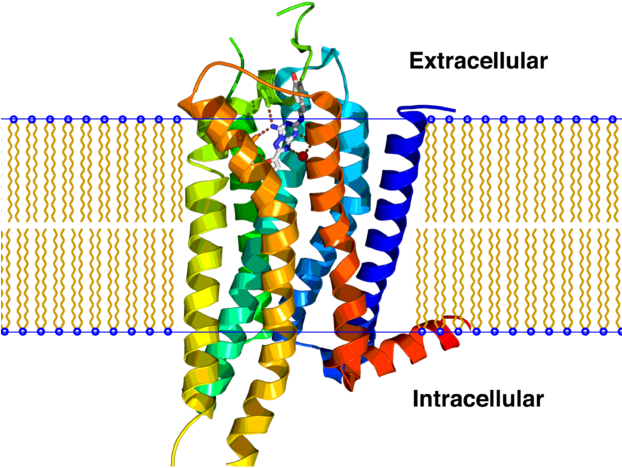 A2a Receptor Bilayer - Gpcr Structure (621x480)