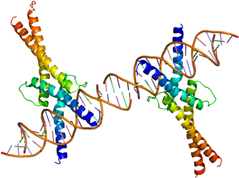 Sterol Regulatory Element Binding Protein - Proteins And Genes (500x380)