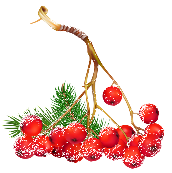 Transparent Christmas Snowy Holly Berries Png Clipart - Christmas Berries Png (600x596)