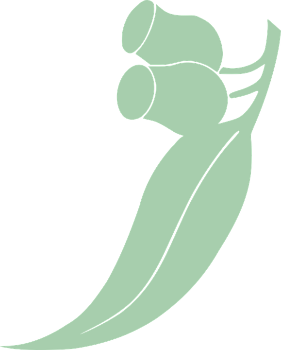 Eucalyptus Clipart Eucalyptus Leaves - Gum Leaf Clip Art (579x720)