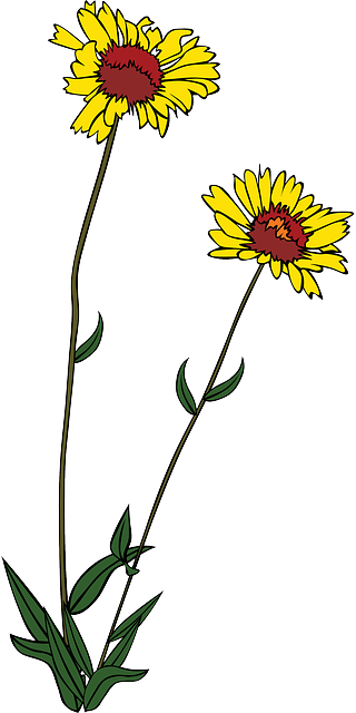 Plant Plants, Flower, Flowers, Plant - Free Wildflower Clip Art (320x640)