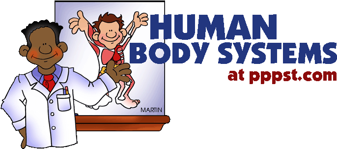 School Projects Of Human Body Systems For Kids 42kb - Human Body Systems Powerpoint (709x316)