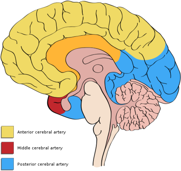 Anterior Cerebral Artery Middle Cerebral Artery - Vascular Territories Of The Brain (620x582)