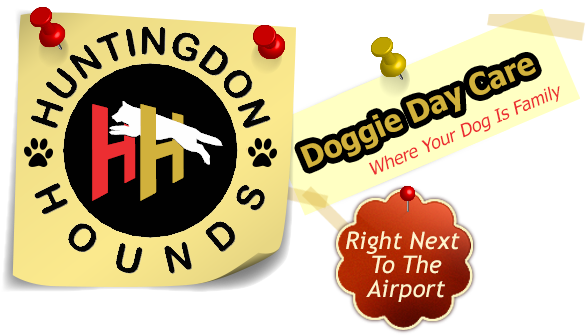 Huntingdon Hounds Doggy Day Care, Abbotsford, Dog Training, - Dog Daycare (595x338)