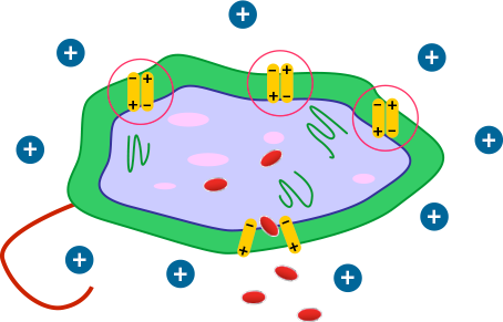 The Strong Electronic Charge Of Bac-d Technology Forces - Does Benzalkonium Chloride Kill E Coli (454x291)