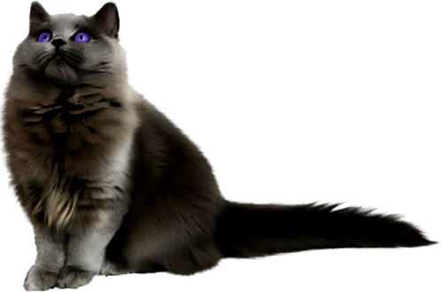 Black Persian Cat Png (500x329)