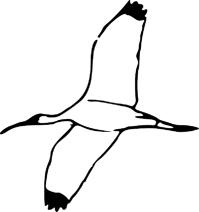 Drawing, Bird, Wing, Fly, Flying, Book, Wood, Wings - Cartoon Flying Ibis (800x854)
