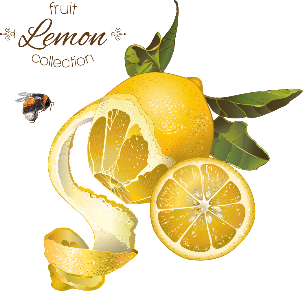 Lemon Fruit Illustration - Lessons From My Parents (1047x1005)