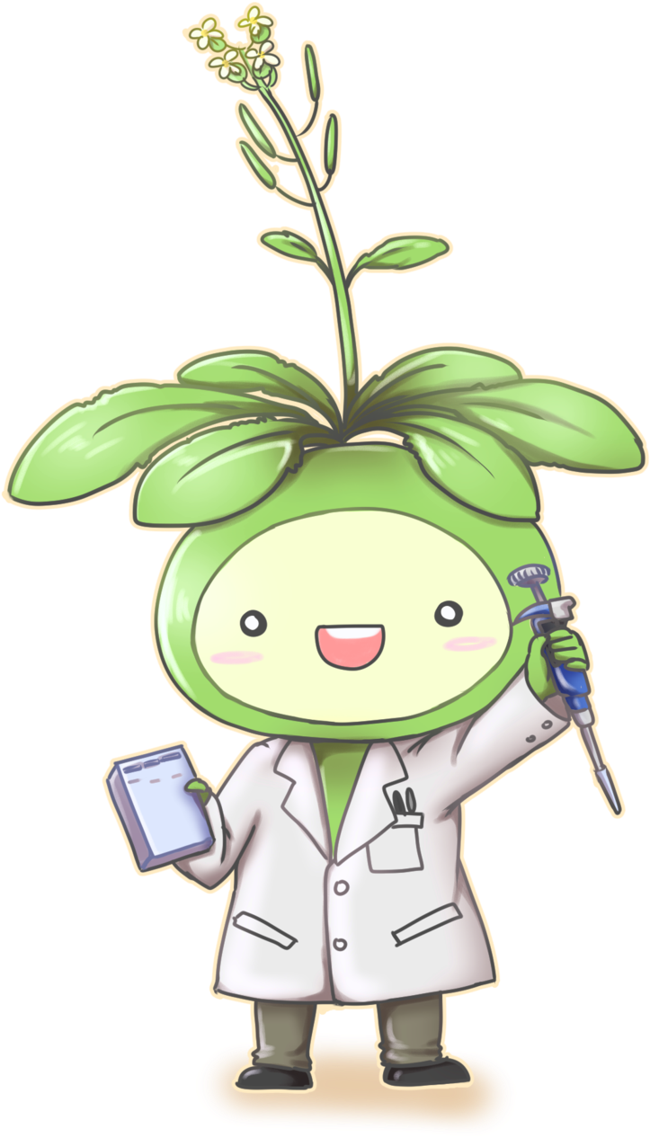 Arabidopsis Kun By Haeunee2 Arabidopsis Kun By Haeunee2 - Arabidopsis Thaliana Drawing (1024x1454)