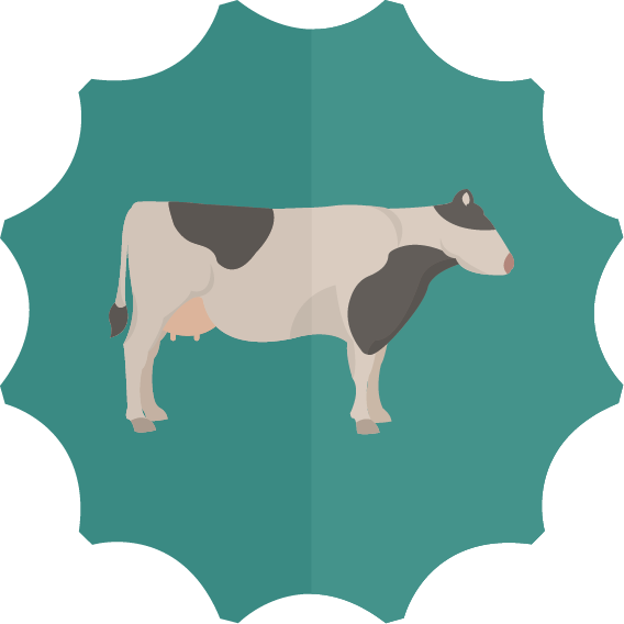 Not How We're Made - Dairy Cow (568x568)