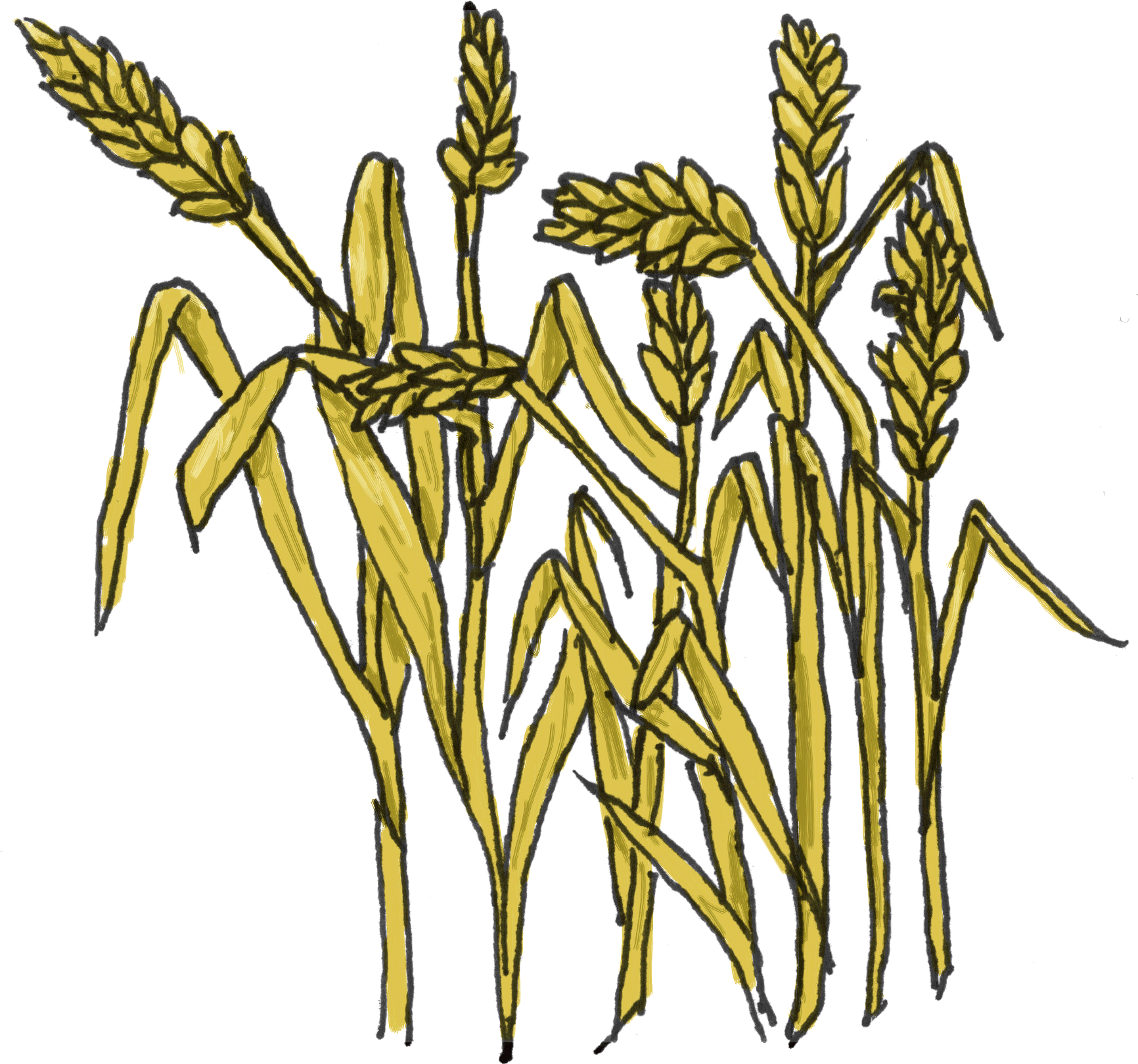 Grains Clipart Black And White Clipart Panda Free Clipart - Dwarf Day Lily (1783x1673)