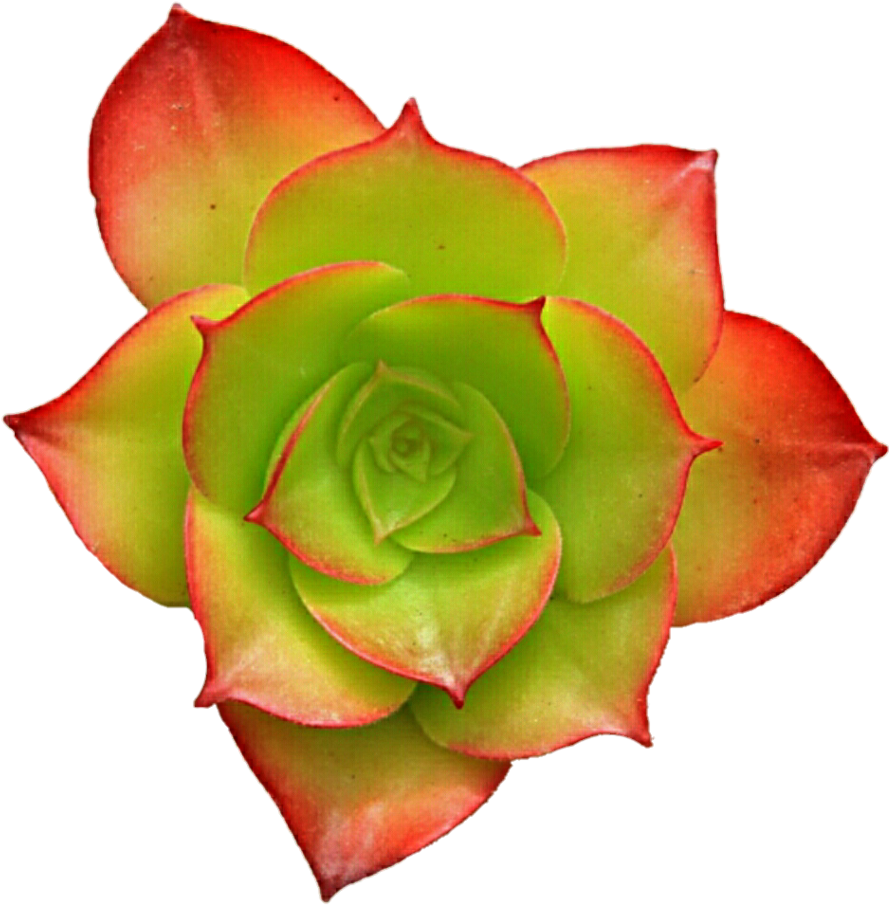 Succulent Png For Kids - Succulent Transparent (1024x949)