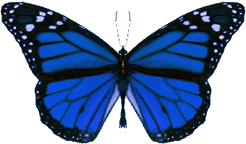 Flying Butterfly Png - Sound Of Thunder Butterfly (500x292)