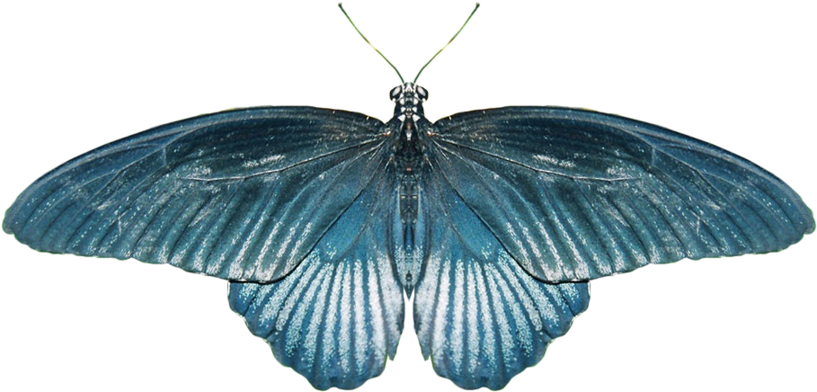 Butterfly Png Image, Free Picture - Butterflies And Moths (932x566)