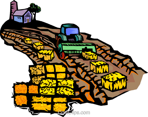 Gathering The Hay Crop Royalty Free Vector Clip Art - Cartoon (480x379)