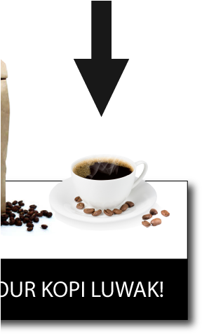 Kopi Luwak Production Step - Kopi Luwak (402x502)