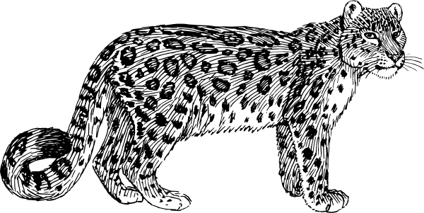 Snow Leopard Clipart Animated - Amur Leopard Clipart (600x301)