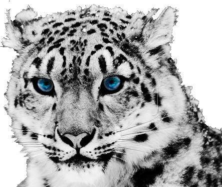 The Snow Leopard Tiger Cheetah - Mac Background White Tiger (500x500)