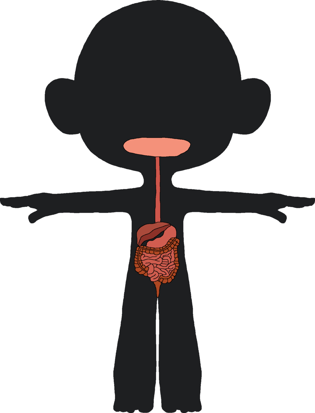 Canpootian Digestive System By Ericvonschweetz Canpootian - Cartoon (1024x1339)
