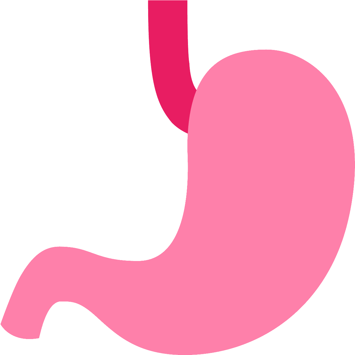 Computer Icons Human Interface Guidelines Human Digestive - Stomach (1600x1600)