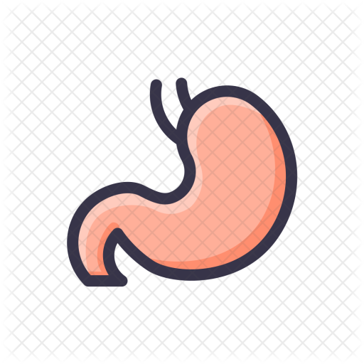 Digestion, Stomach, Getroenterology, Organ, Healthcare, - Stomach (512x512)