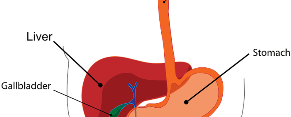 6 Tips To Maximize Digestive Health - Digestive System Diagram (1140x400)