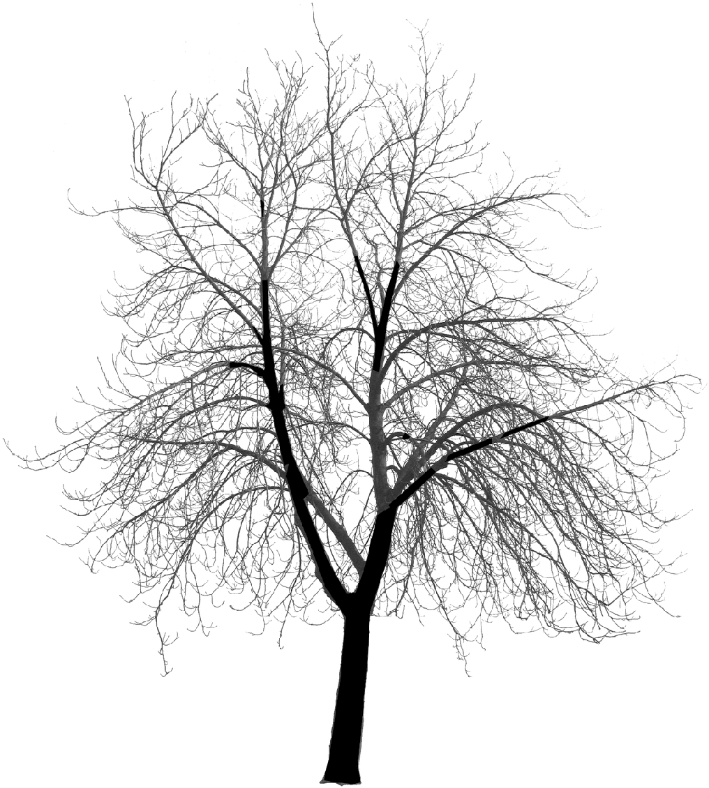 Tree Clip Art - Creepy Tree Silhouette Png (1024x1137)