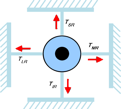 Oculomotor Plant Mathematical Model With Four Muscle - Circle (413x375)