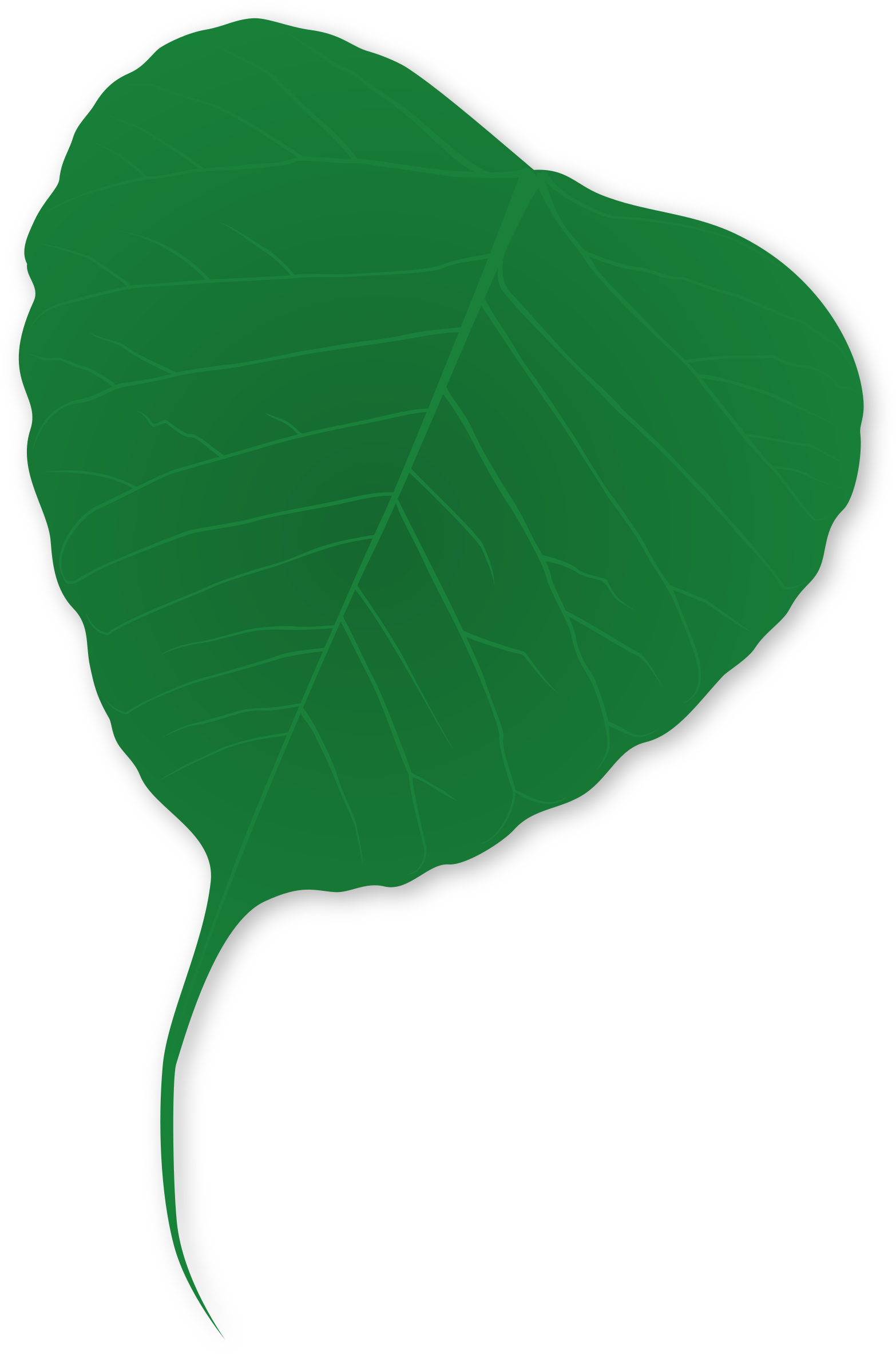 Leaf - Plants (1569x2400)