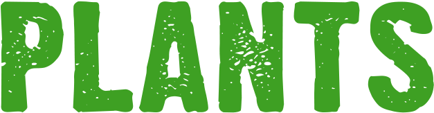 The Plant Life In Our Garden Forms An Intricate Web - Guitar - Cash Rectangle Magnet (659x205)