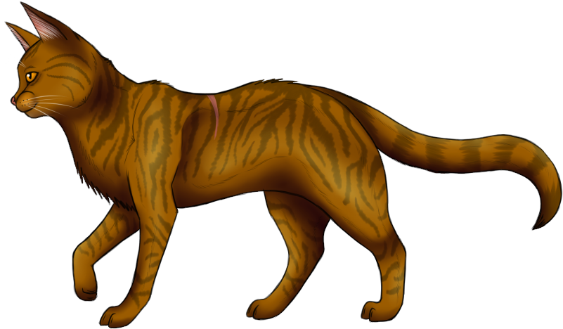 Warrior Cats Thunderclan Brackenfur - Brackenfur Warrior Cats (900x550)