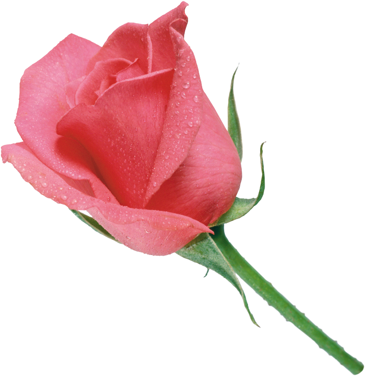 Pink Garden Roses Clip Art - Fresh Flowers 25pcs - (789x800)