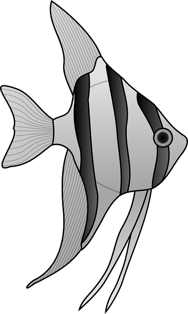 Angelfish - Fish - Aquarium - Freshwater - Pterophyllum - White And Black Angel Fish (384x640)