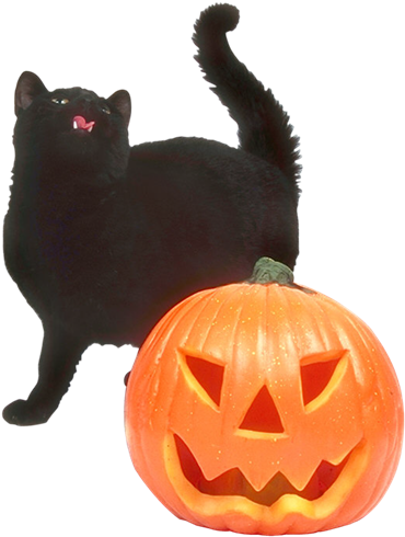 Imágenes Para Photoscape, Photoshop - Schwarze Katze Und Kürbislaterne Karte (600x600)