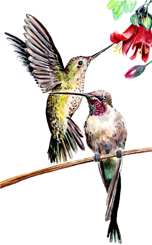 Concurso De Ilustración Del X Festival De Aves De Viña - Cuadro De Picaflor (506x843)