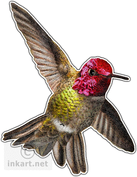 Annas Hummingbird Decal - Annas Hummingbird Round Ornament (458x590)