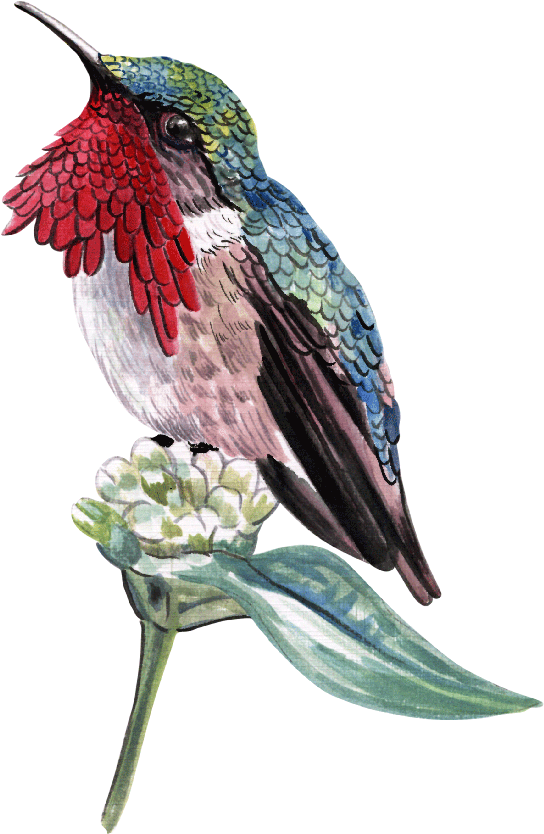 Aves - Ruby-throated Hummingbird (800x1038)