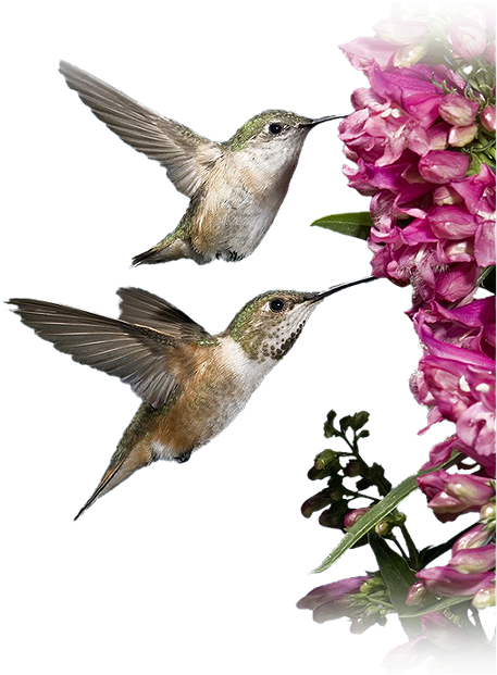 Ruby-throated Hummingbird (604x688)
