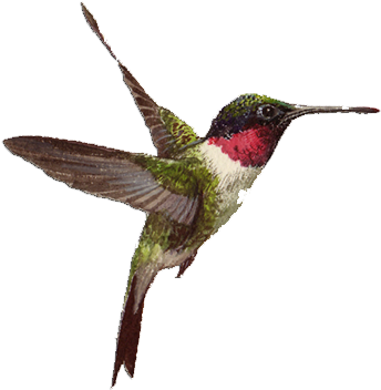 A Message From Trust For Wildlife - Ruby-throated Hummingbird (355x356)