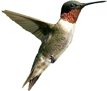 Your Adventure Awaits - Clip Art (375x334)