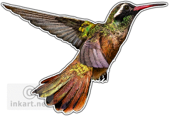 Xantus's Hummingbird Decal - Hummingbirds Of North America Mug (590x405)