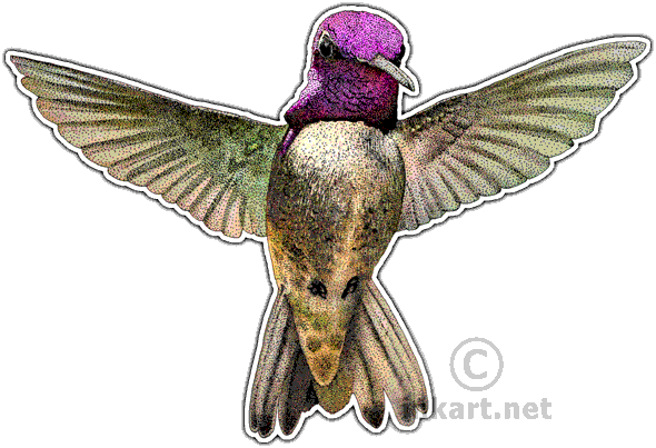 Costa's Hummingbird Decal - Costa Hummingbird Png (590x403)