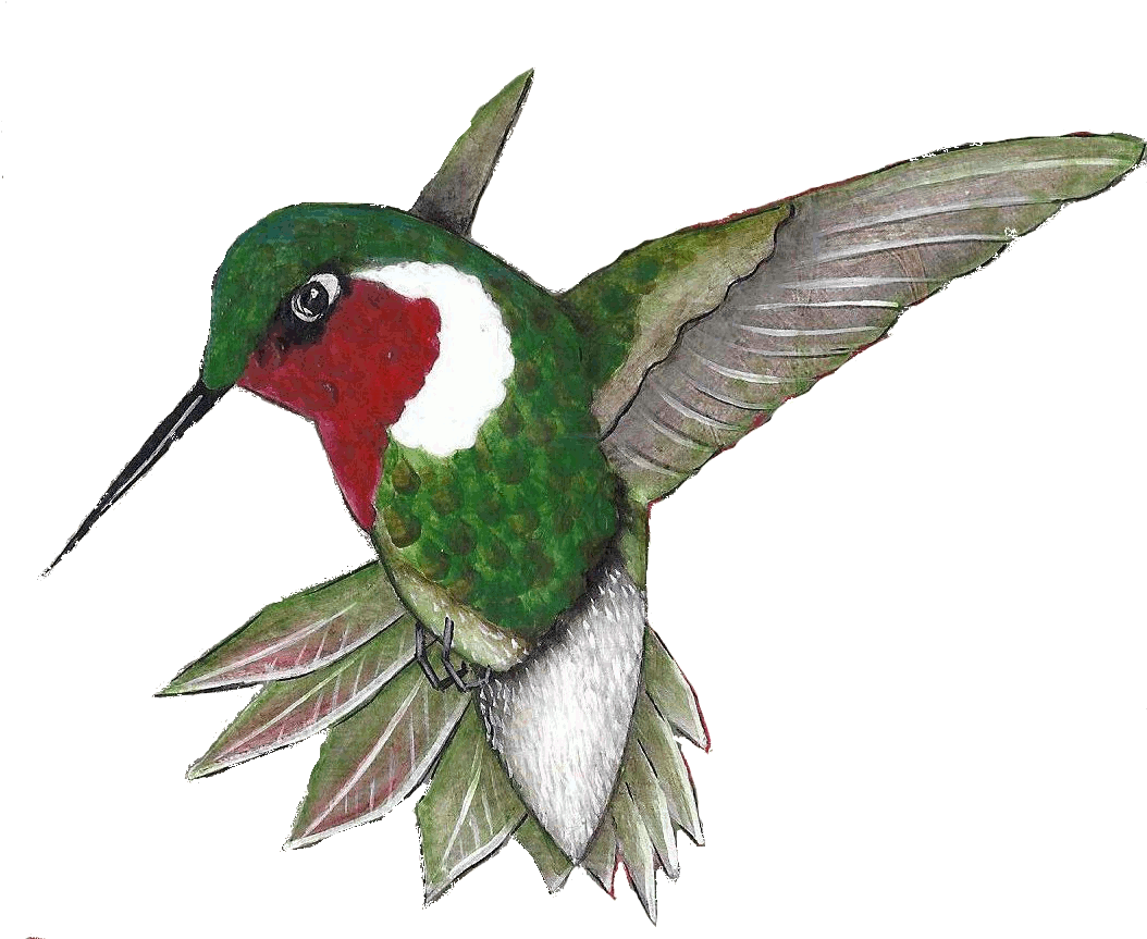 Click On The Sign Post For Additional Information About - Ruby-throated Hummingbird (1053x873)